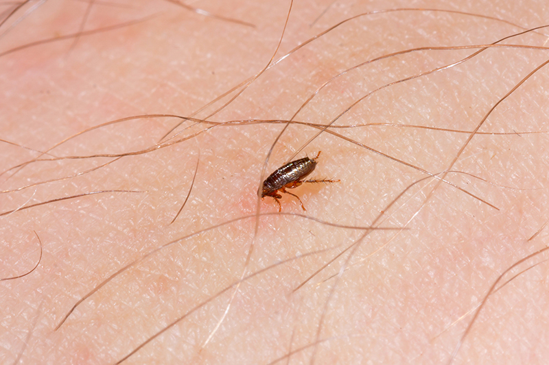 Flea Pest Control in Lewisham Greater London